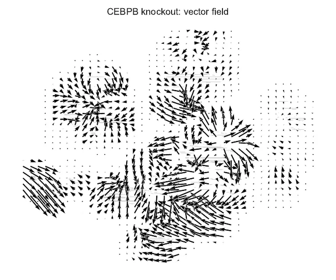 CEBPB 敲除向量场图