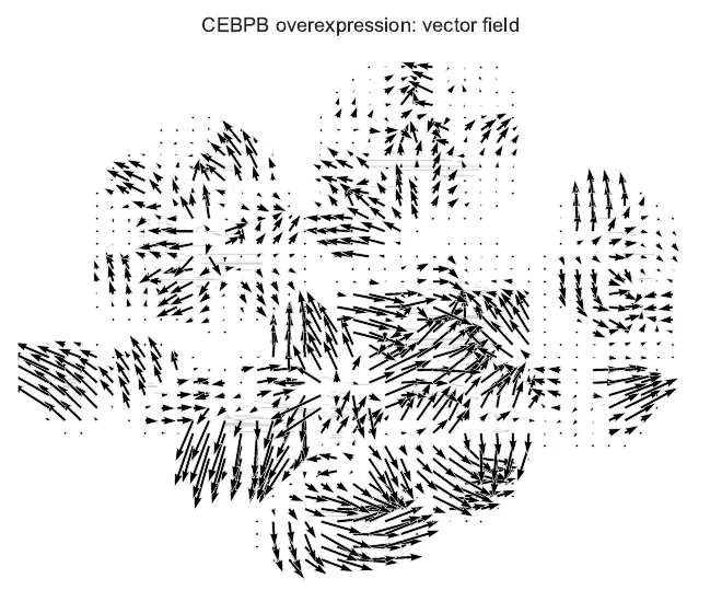 CEBPB 过表达向量场图